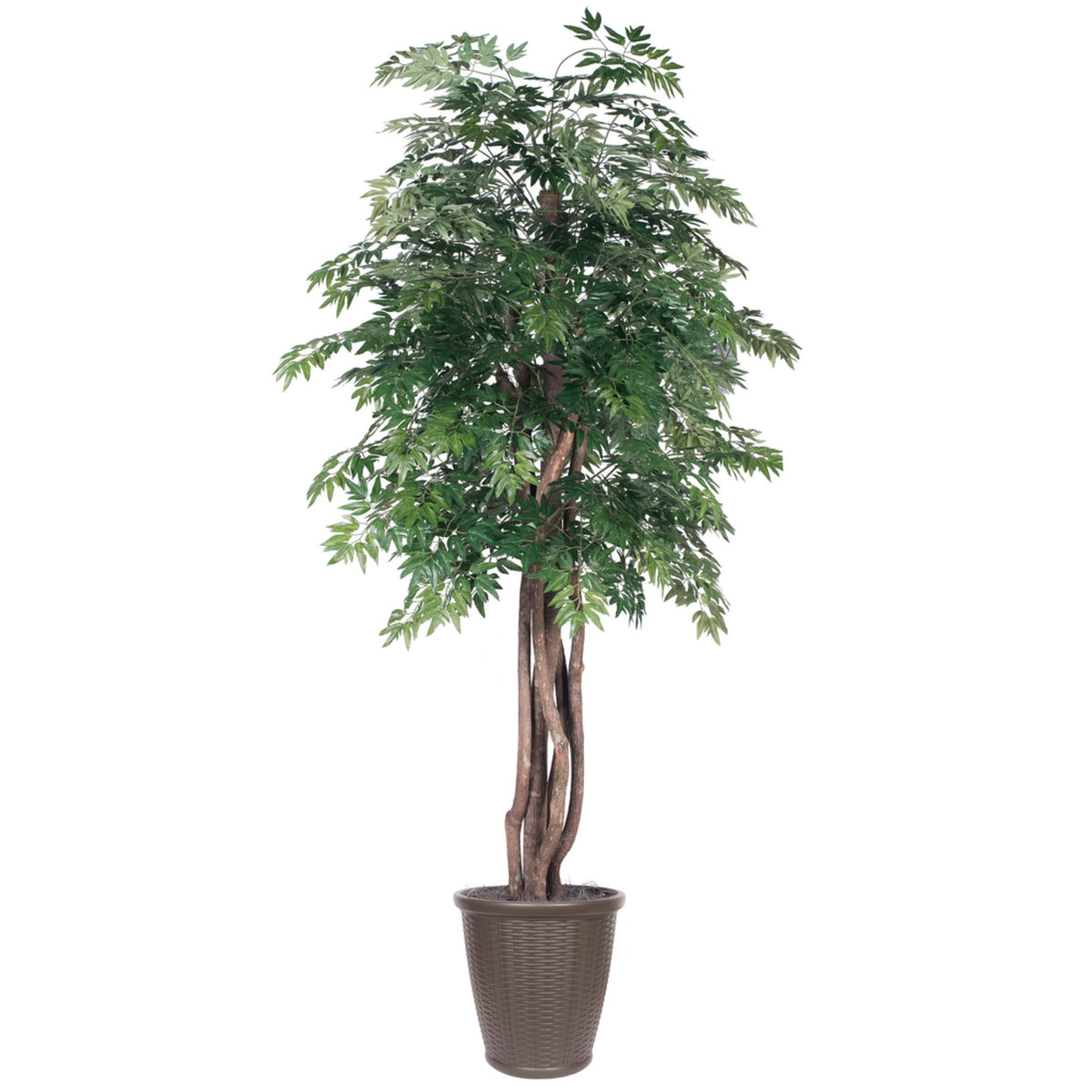 6 Ming Aralia Executive Rnd Brown Cont