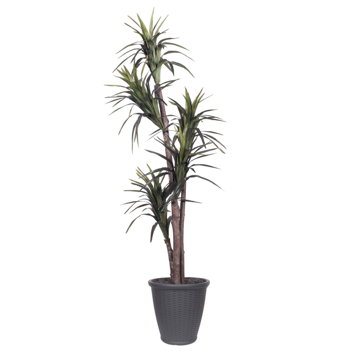 6 Marginata Executive Round Gray Cont