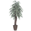 6 Variegated Smilax Executive Rnd Brown
