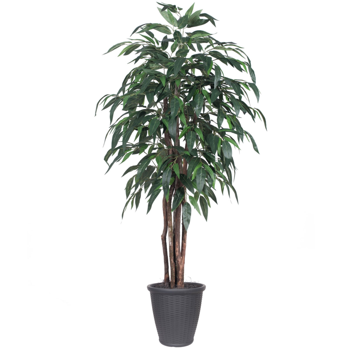 6 Mango Executive Round Gray Container