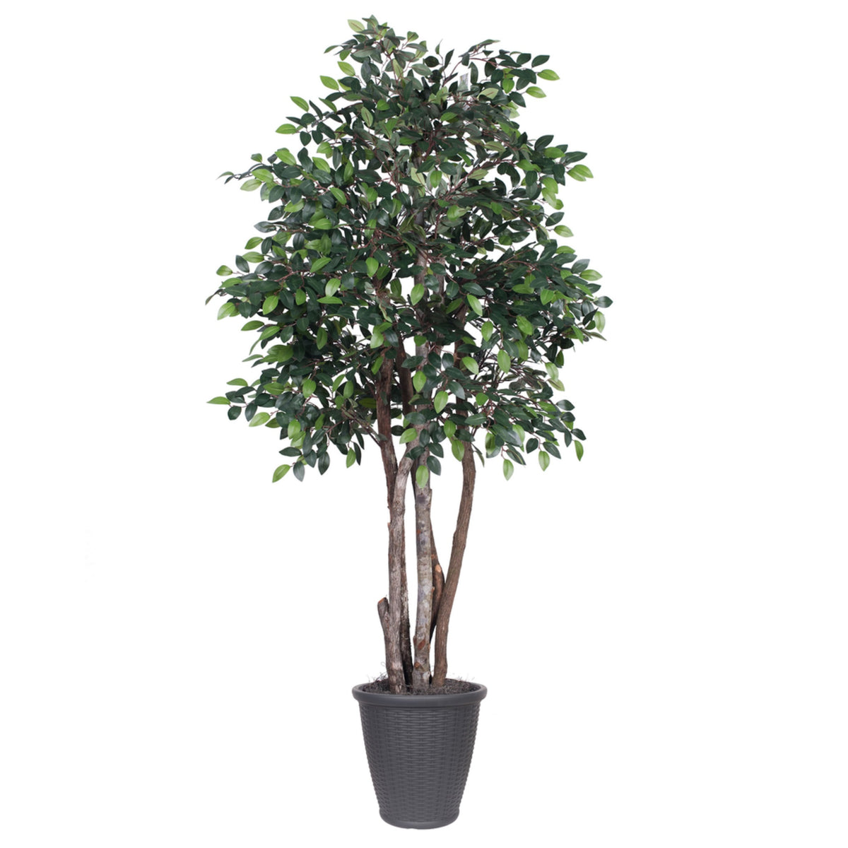 6 Mini Ficus Executive Round Gray Cont