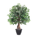 4 Ficus Extra Full In Gray Plastic Pot