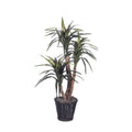 Vickerman 4 Marginata Extra Full - TXX1140