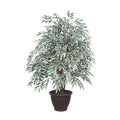 4 Variegated Smilax Extra Full