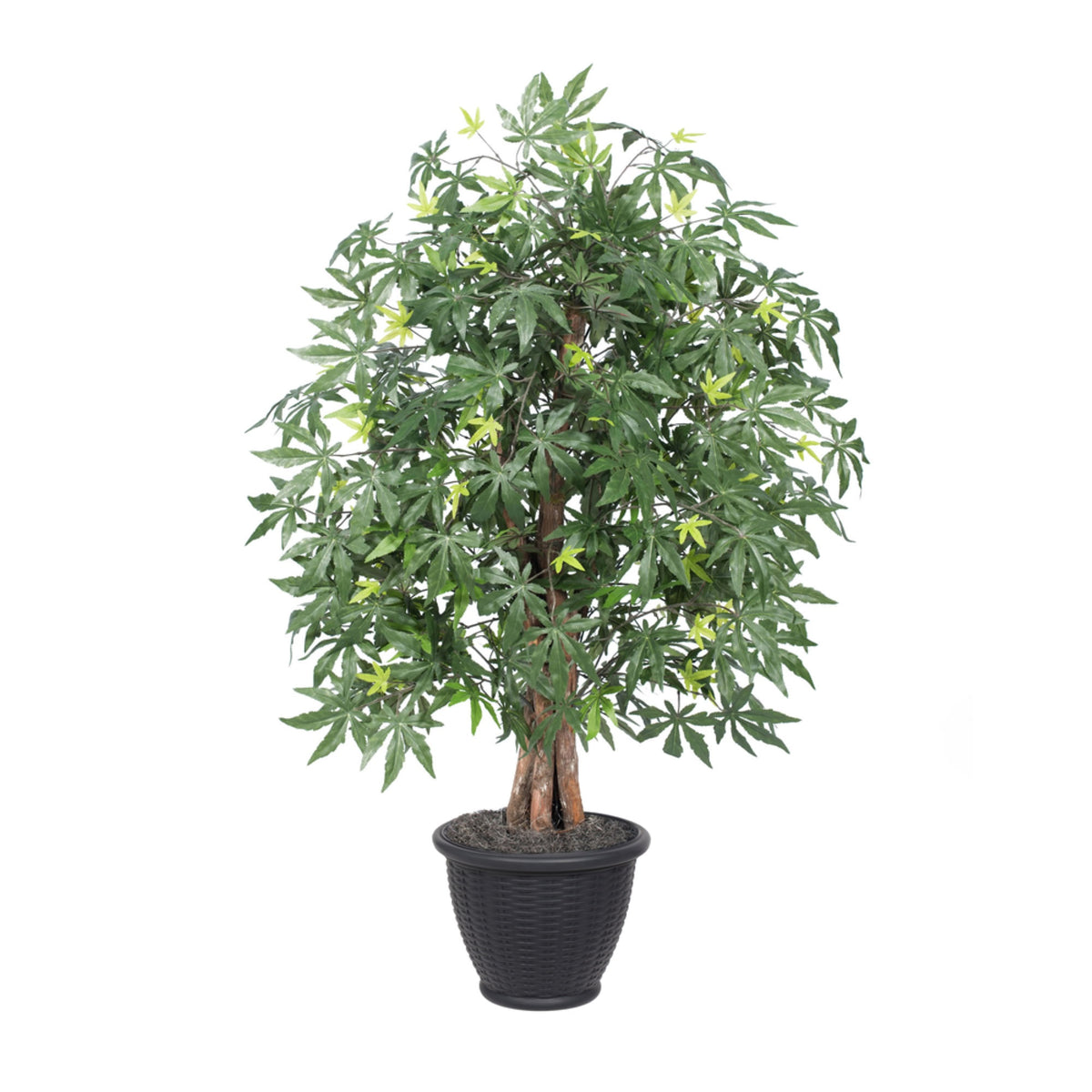 4 Japanese Maple Extra Full In Gray Pot