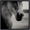 Horse Like Velvet by Laura Evans Framed Wall Art Print