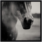 Horse Like Velvet by Laura Evans Framed Wall Art Print