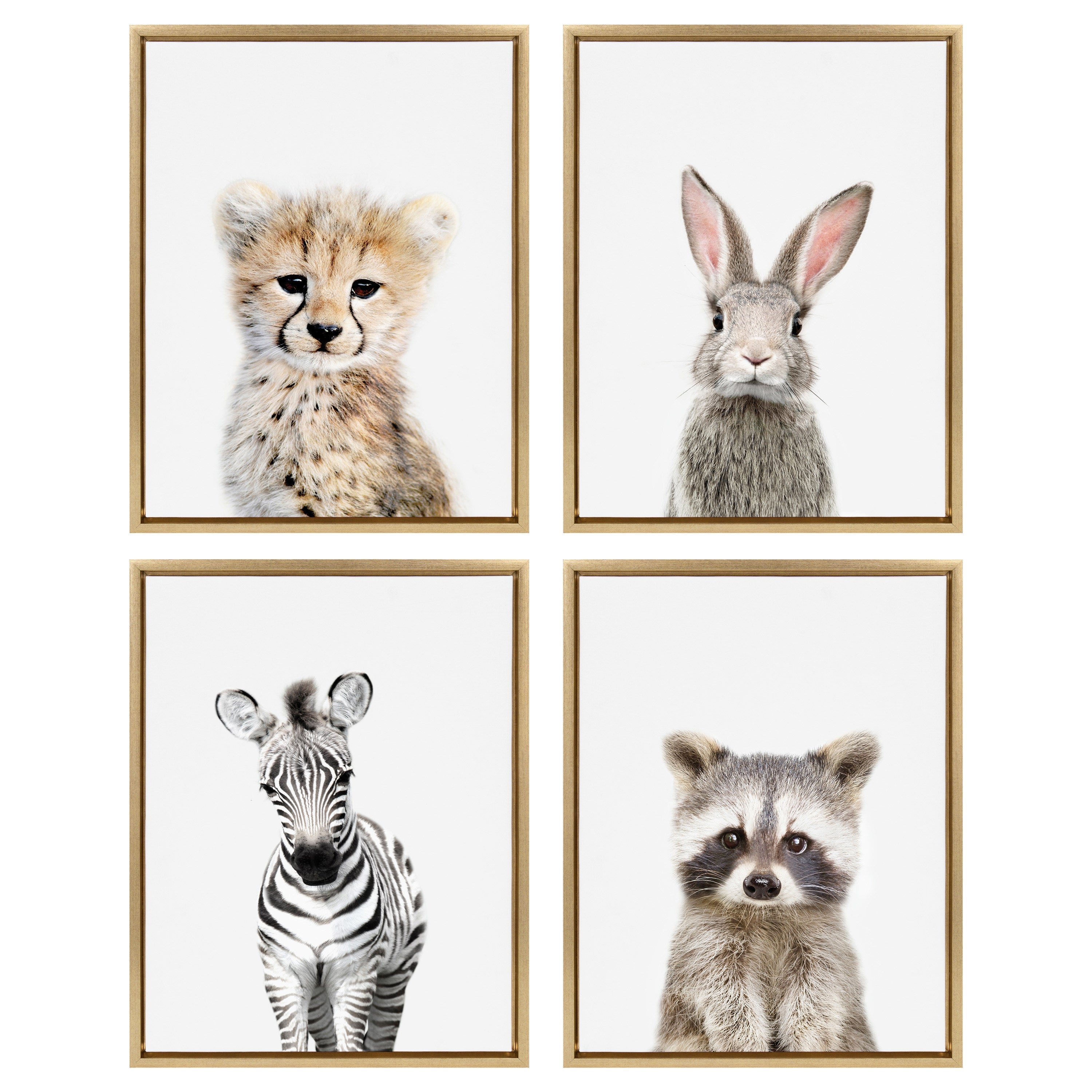 Sylvie Baby Zebra Framed Canvas by Amy Peterson