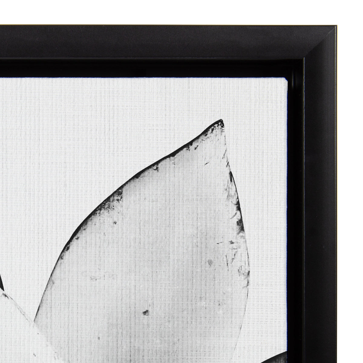Sylvie Succulent Framed Canvas by Simon Te of Tai Prints