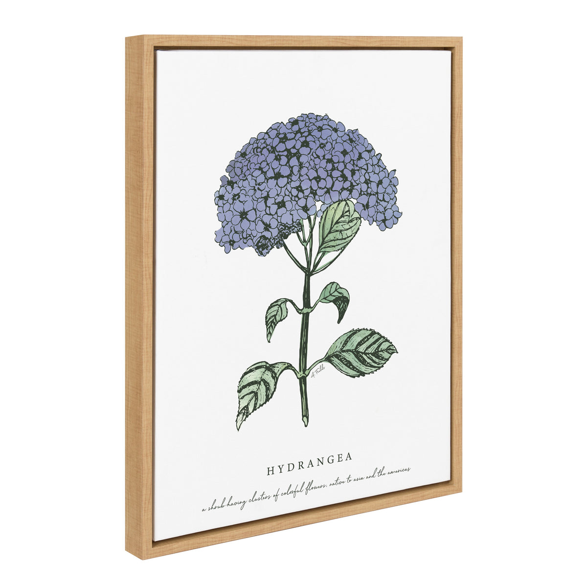 Sylvie Blooming Hydrangea Framed Canvas by Statement Goods
