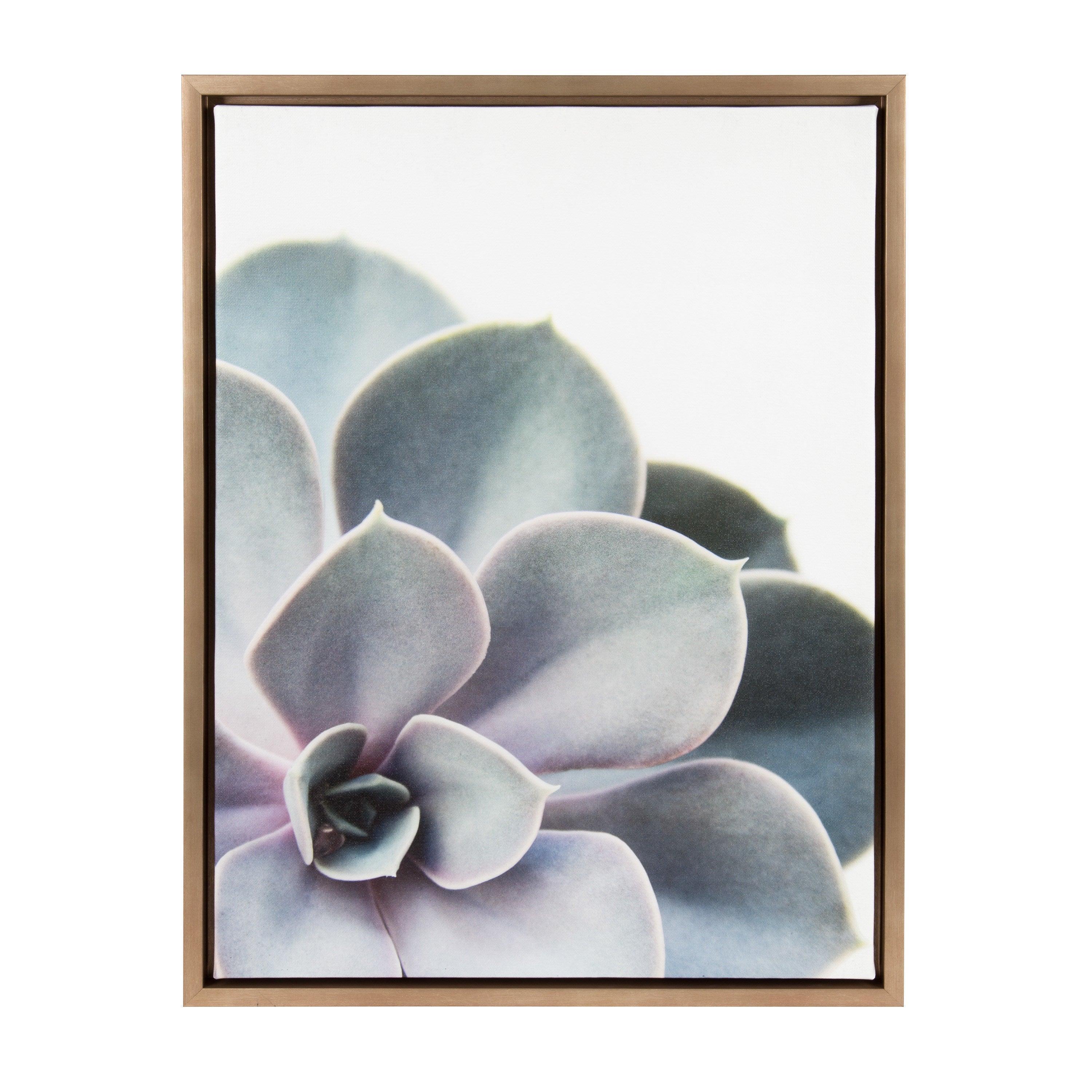 Sylvie Succulent 5 Framed Canvas by F2 Images