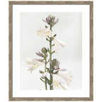 Framed Art Hosta by Alicia Abla