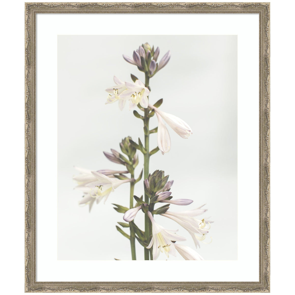 Framed Art Hosta by Alicia Abla
