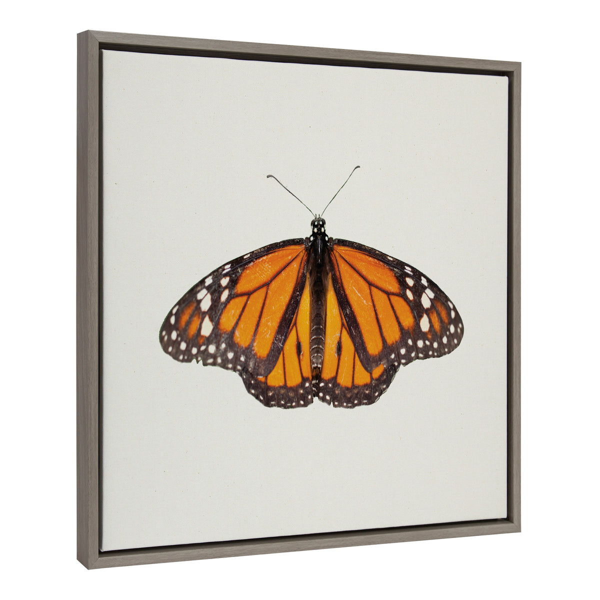 Sylvie Monarch Butterfly Framed Canvas by Robert Cadloff of Bomobob