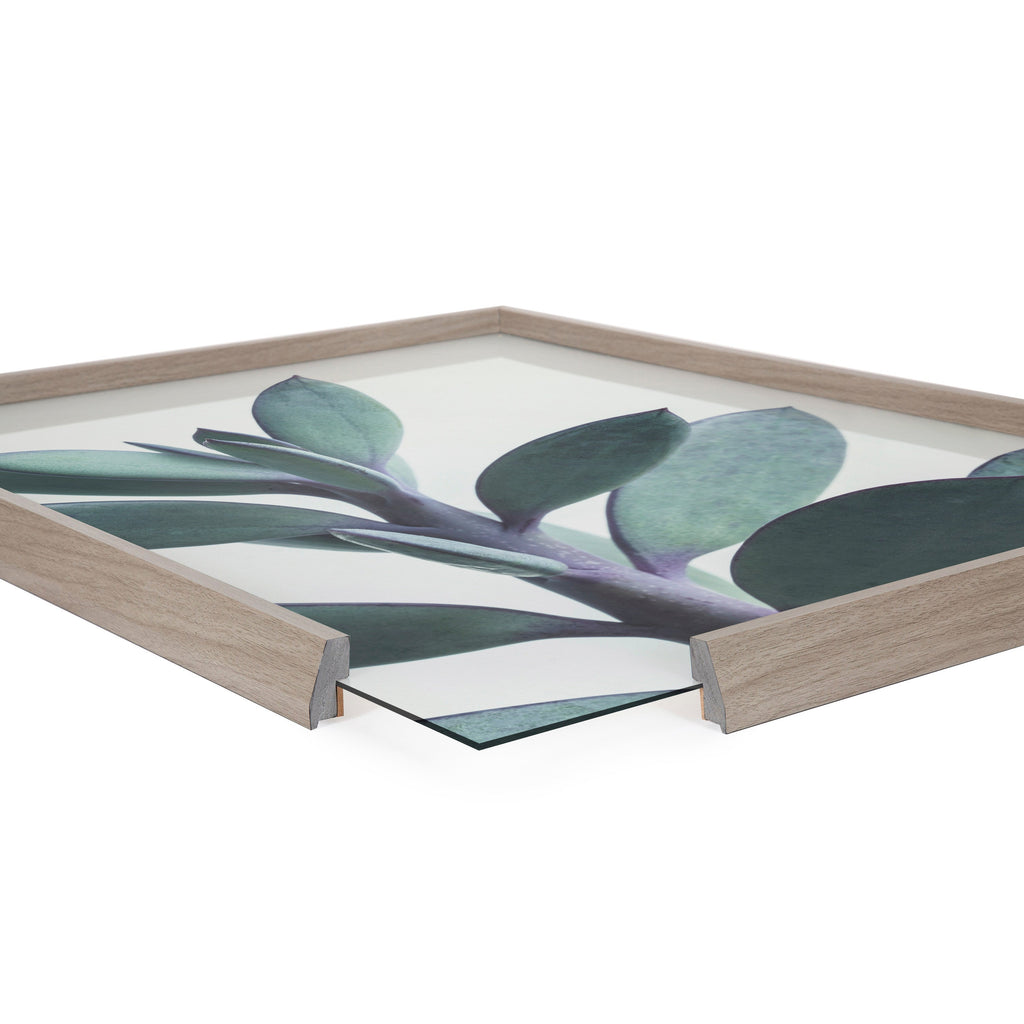 Blake Senecio 1 Framed Printed Glass by Emiko and Mark Franzen of F2Images