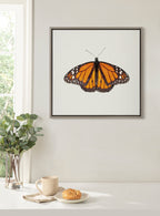 Sylvie Monarch Butterfly Framed Canvas by Robert Cadloff of Bomobob