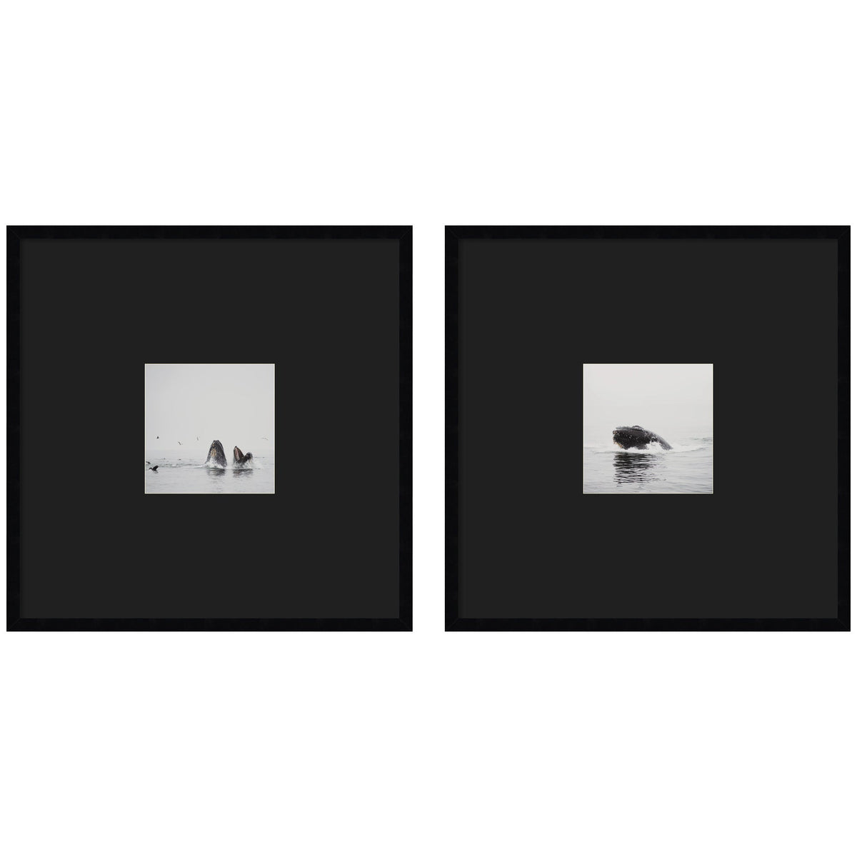 Humpback Whale 2 Piece Framed Wall Art Print Set by Laura Evans Black Mat