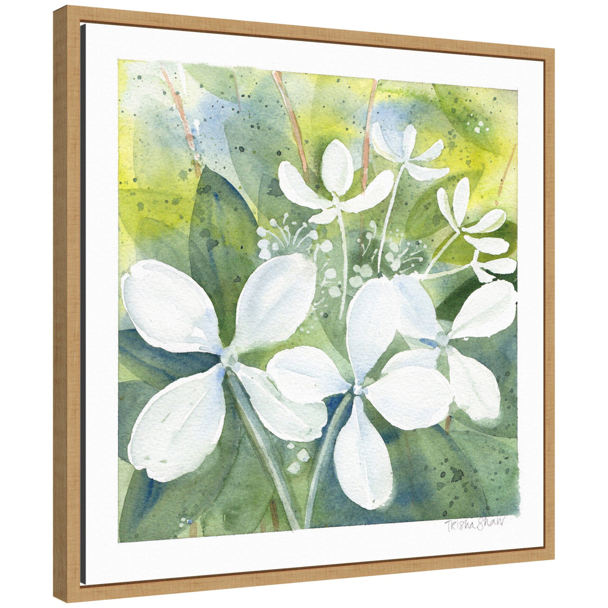 Sylvie White Phantom Hydrangea in Greens Framed Canvas by Patricia Shaw