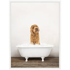 Sylvie Golden Labradoodle in Rustic Bath Style Framed Canvas by Amy Peterson