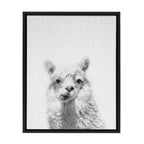 Sylvie Alpaca Framed Canvas by Simon Te of Tai Prints
