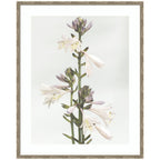 Framed Art Hosta by Alicia Abla