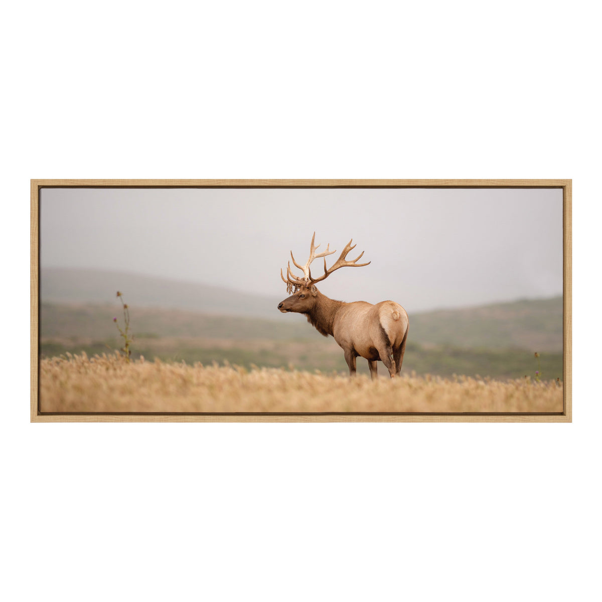 Sylvie Tule Elk No 3 Framed Canvas by Crystal Lynn Collins