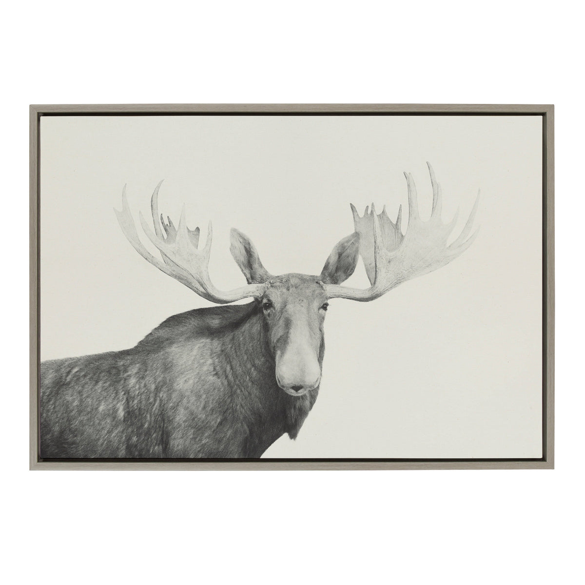 Sylvie Moose 2 crop BW Framed Canvas by Emiko and Mark Franzen of F2Images