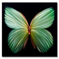 Metal Artscape MA10074 24 X 24 in Nova Butterfly green SinglePaneled Handmade Metal Wall Art