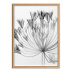 Blake Bell Agapanthus X Ray Floral BW Framed Printed Art by The Creative Bunch Studio
