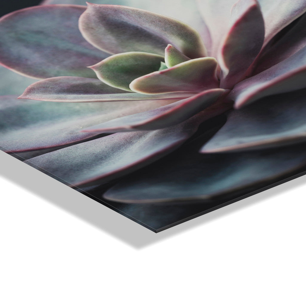 Lavender Succulent Floating Acrylic Art by Emiko and Mark Franzen of F2Images