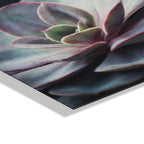 Lavender Succulent Floating Acrylic Art by Emiko and Mark Franzen of F2Images