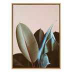 Sylvie Ficus Elastica Framed Canvas by Alicia Bock