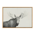 Sylvie Moose 2 crop BW Framed Canvas by Emiko and Mark Franzen of F2Images