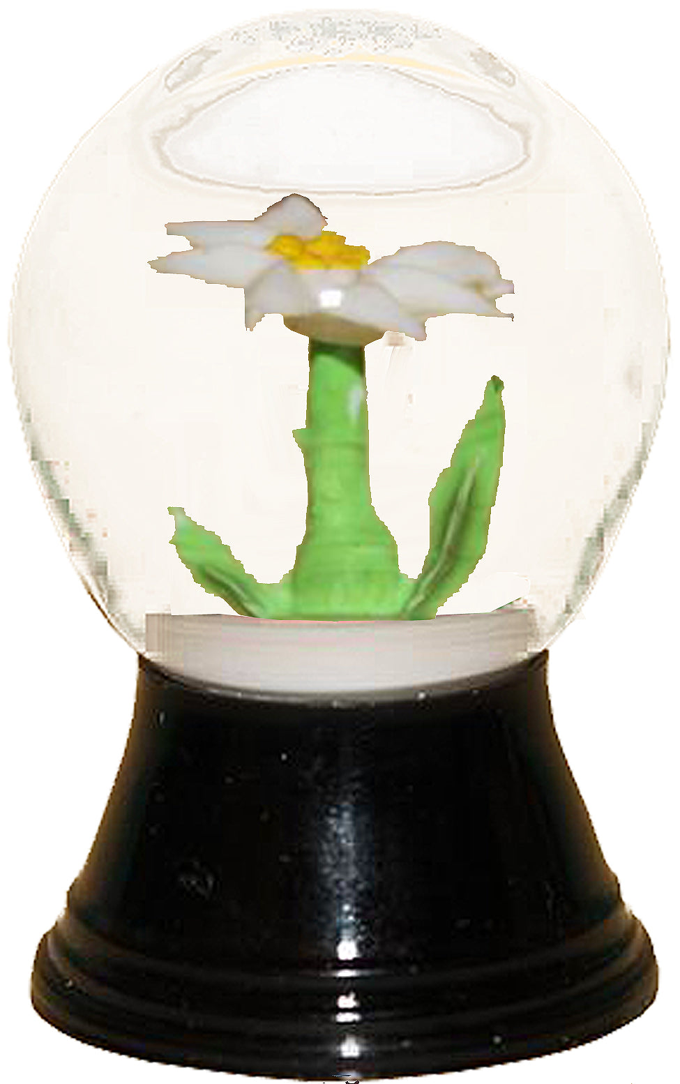 Snoglbemini Edelweiss Each