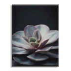 Lavender Succulent Floating Acrylic Art by Emiko and Mark Franzen of F2Images