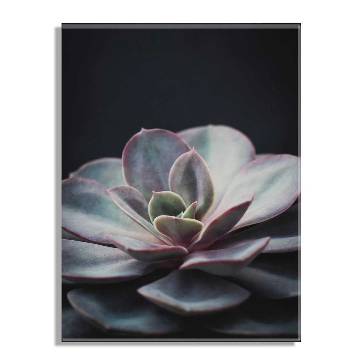 Lavender Succulent Floating Acrylic Art by Emiko and Mark Franzen of F2Images