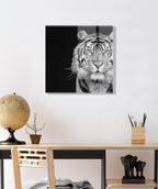 Tiger Minimalist Animal Portrait on Black Close Crop Floating Acrylic Art by The Creative Bunch Studio