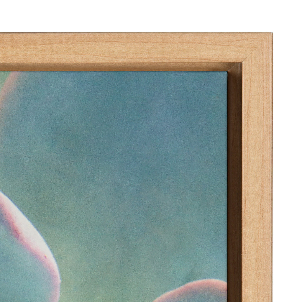 Sylvie Succulent 7 Framed Canvas by F2 Images