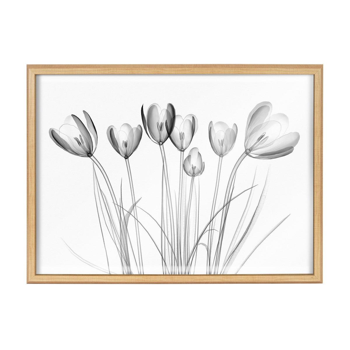 Blake Crocus X Ray Floral BW Framed Printed Art by The Creative Bunch Studio