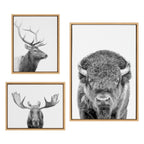 Sylvie Sylvie Bison Portrait Black and White, Stag Profile, and Moose Framed Canvas Art Set by Amy Peterson Art Studio