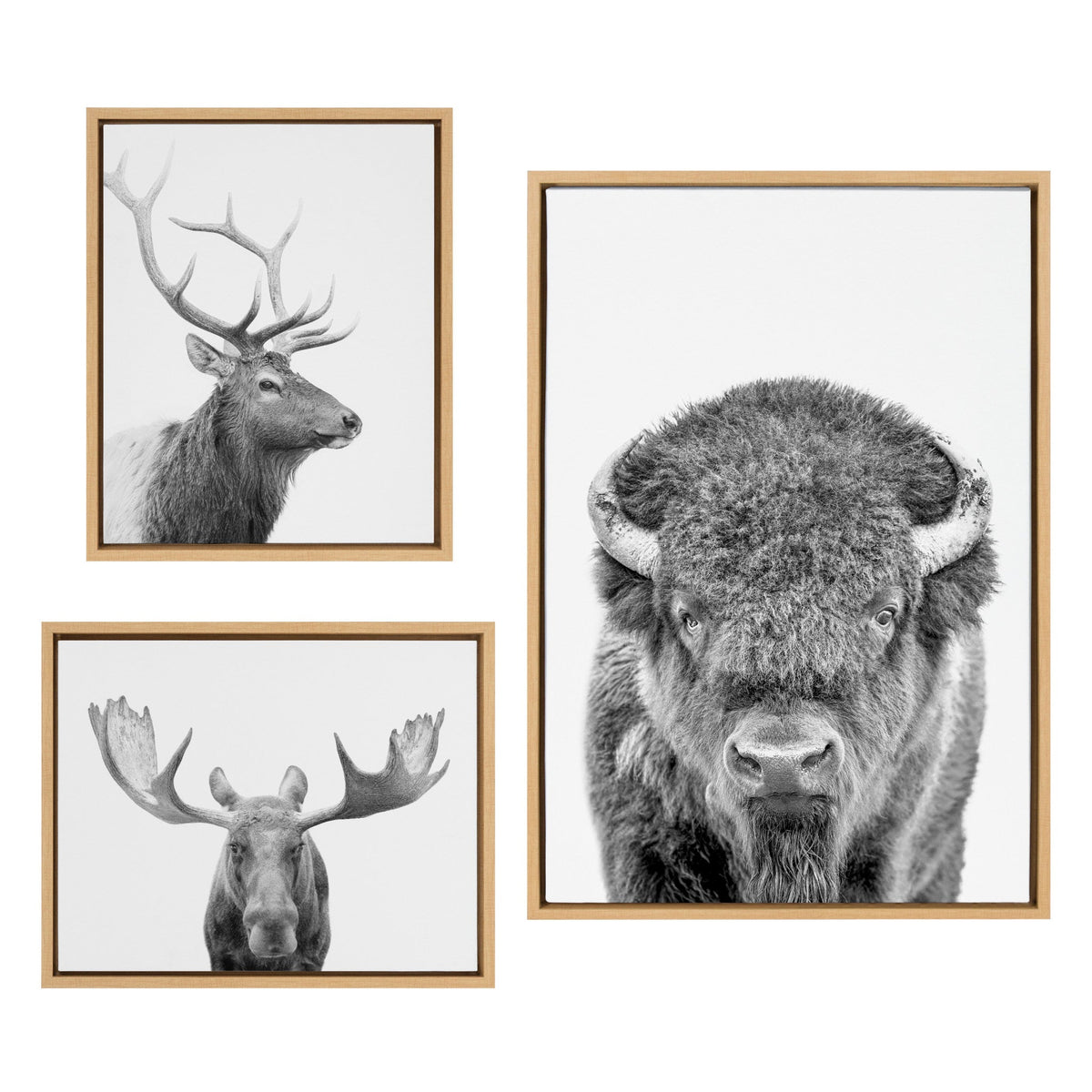 Sylvie Sylvie Bison Portrait Black and White, Stag Profile, and Moose Framed Canvas Art Set by Amy Peterson Art Studio