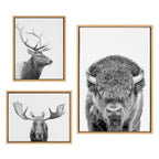 Sylvie Sylvie Bison Portrait Black and White, Stag Profile, and Moose Framed Canvas Art Set by Amy Peterson Art Studio