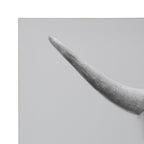 Hey Dude Highland Cow Gray Canvas by The Creative Bunch Studio