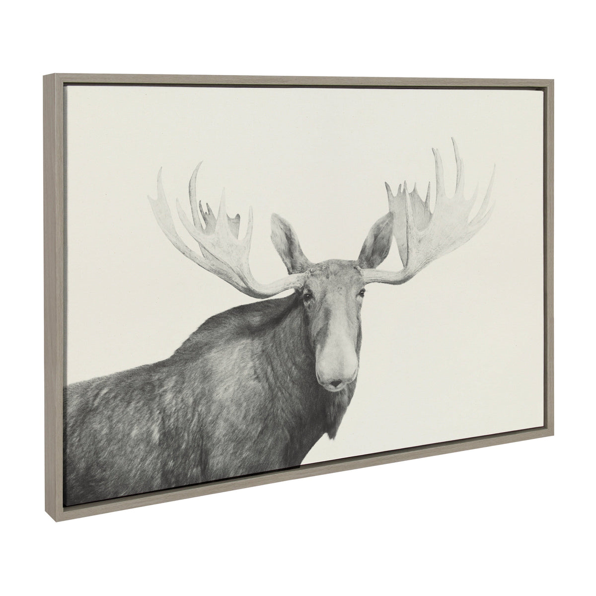 Sylvie Moose 2 crop BW Framed Canvas by Emiko and Mark Franzen of F2Images