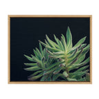 Sylvie Succulent 13 Framed Canvas by F2 Images