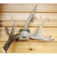 Shed Bed Wall Mounted Shed Antler Display By Antleritis 7051