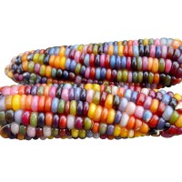 100+ Glass Gem Corn Seeds Non-Gmo Popcorn Delicious Jewel-Toned, Glass-Like Kernels, Grown In Usa. Rare! Ornamental And Edible! Harley Seeds