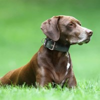 Tspro Tactical Dog Collar 1.5 Inch Wide Dog Collar Military Grade Strong Dog Collar Thick Dog Collar Heavy Duty Metal Buckle Dog Collar(Black-L)