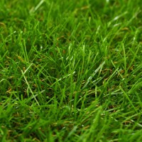 vidaXL Artificial Grass 4.4'x16.4'/1.6