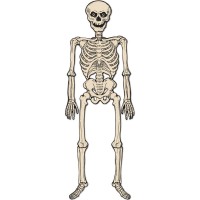 Vintage Halloween Jointed Skeleton